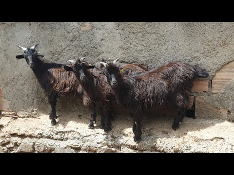 , title : '💚 La cabra SERRANA DE CALABRIA. Italia 🐐🐐🐐🐐'