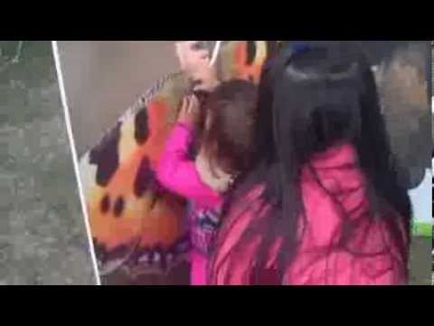 Edinburgh Mela  31st Aug 2013