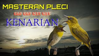 Download lagu MASTERAN PLECI NEMBAK KENARIAN CAP CAP WIT WIT.. Sangat mudah di tirukan mp3 Download lagu MASTERAN PLECI NEMBAK KENARIAN CAP CAP WIT WIT.. Sangat mudah di tirukan mp3