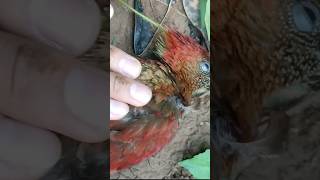 Download lagu penyelamatan burung pelatuk bawang cantik sekali #viral #tiktok #shorts #trending #freefire mp3 Download lagu penyelamatan burung pelatuk bawang cantik sekali #viral #tiktok #shorts #trending #freefire mp3