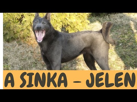 A SINKA KUTYA - JELEN ÉS JÖVŐ!