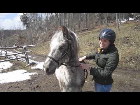 Thirst For Knowledge Thursday : Pony of the Americas 1