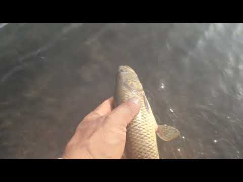 Traíra na represa de três Maria mg