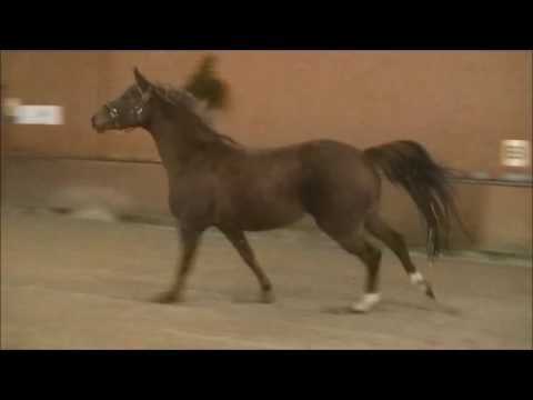 Belissimo Wolkenstein II Lavauzelle neu