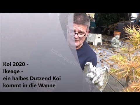 Koi 2020-3 - Ikeage - ein halbes Dutzend Koi in der Wanne