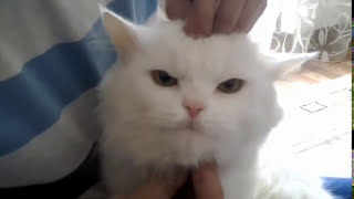 Подборка смешного видео - Пукан порвешь)))