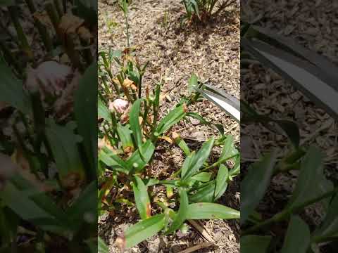 草本の牡丹から根の挿し木を簡単に取るにはどうすればよいですか？簡単なヒントに従ってください。  庭園