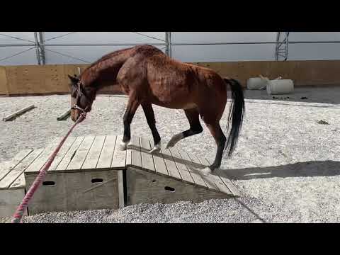 Mouse, an adopted Pony in Nicholasville, KY_image-1