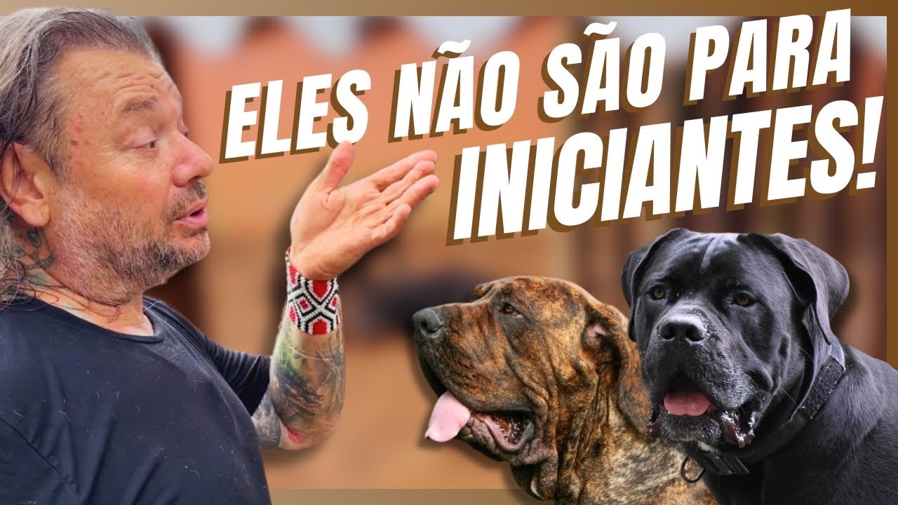 FILAS BRASILEIROS E CANE CORSOS: NOSSAS MÁQUINAS DE PROTEÇÃO INDOMÁVEIS! | A CASA DOS BICHOS