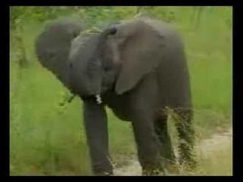 Baby Elephant's Pretty Hat - Djuma 01/26/08