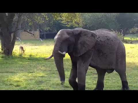 Djuma: Lone Elephant bull - 14:52 - 05/14/2022