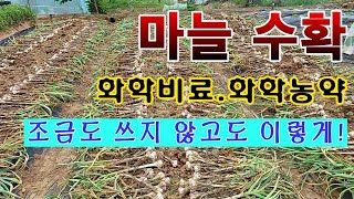 [텃밭농부. 1,071]  화학비료, 화학농약 안쓰고도 마늘수확 이만큼 #마늘재배