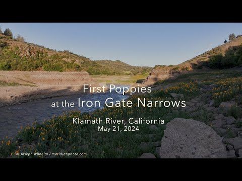 First Poppies at the Iron Gate Narrows, Klamath River, California, May 21, 2024.