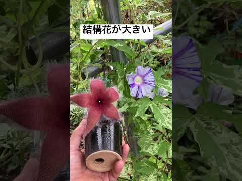 園芸 スタペリア