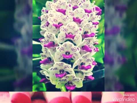 Wb ua neej tsis sib. Hlub lawm ces tso nyias mus nyiam mog lub neej tsos zoo li wb no mog