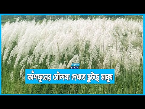 কাঁশফুলের মনোরম দৃশ্য এখন চরাঞ্চলে