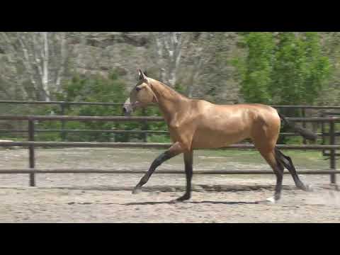 Turca Dimoba may 2022