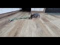 French Bulldog dogs for sale: Morris - Video 1