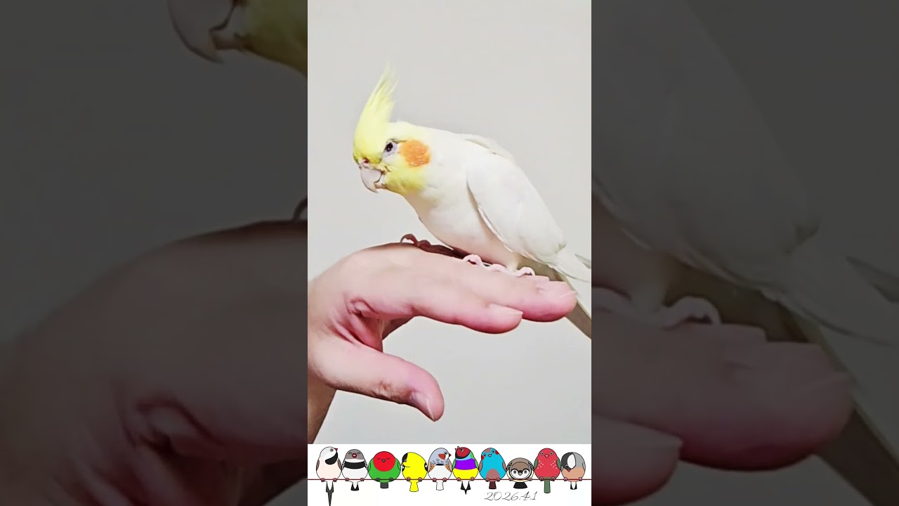 賢くてカッコいい男でありたい🐥オカメインコのはな
