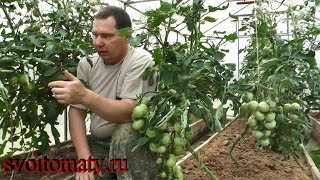 Как ухаживать за разными сортами томатов - Видео онлайн