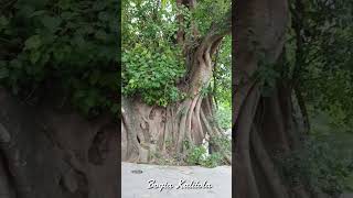 Bogia Kalitola | Bogia | Magura | Bogia Kali gastola 