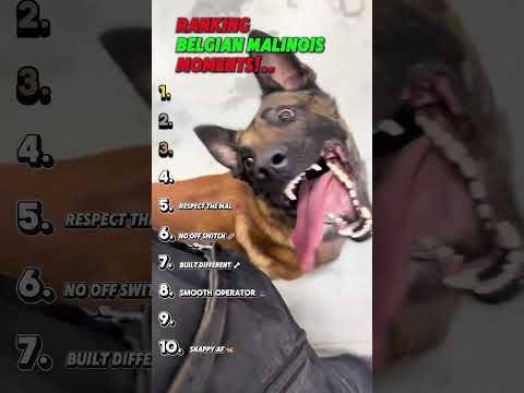 When Belgian Malinois Forgot They Were Working Dogs 😂