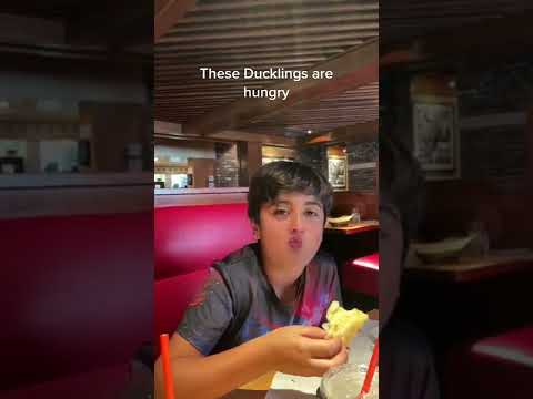 The hungry ducks.