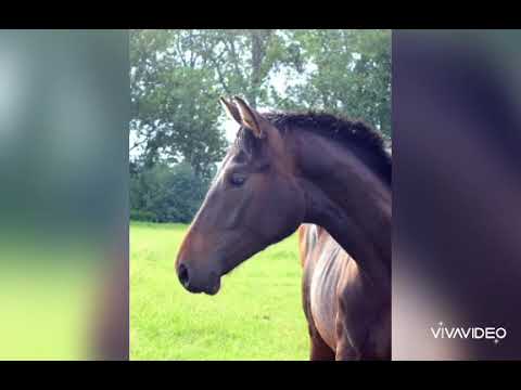 Zino von Zinedream x Acobat II x Turban Rose x Cantus zugelassen zur OS Körung 2020 in Vechta