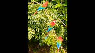 Download lagu Surah Haqqah ayat49-52      #quran#tilawat#recitation#trending#viral#status#ytshorts#birds#grey mp3 Download lagu Surah Haqqah ayat49-52      #quran#tilawat#recitation#trending#viral#status#ytshorts#birds#grey mp3