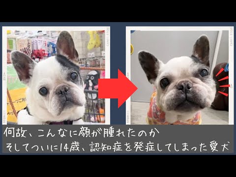 頬が腫れて柔らかくなった犬:一体何が原因なのでしょうか?