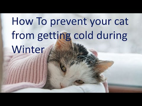How To Keep Your Cat Warm During Winter
