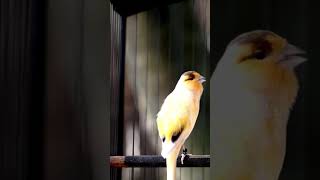 Download lagu GACORAN BURUNG KENARI ISIAN PRENJAK. mp3