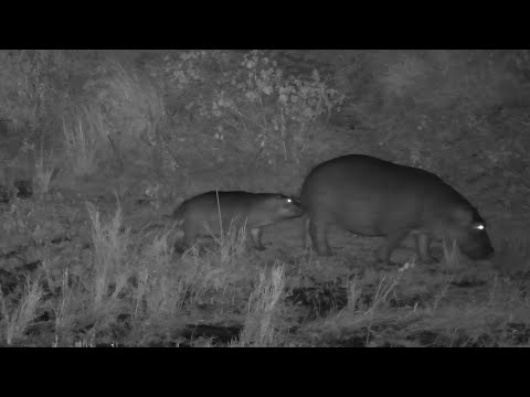 Baby Hippo Annoys Mom