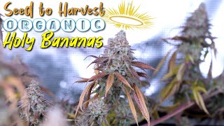 EVERYTHING I DID FROM START TO FINISH | ORGANIC HOLY BANANAS | HARVEST, DRY, CURE