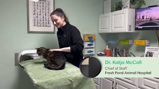 Guide for New Pet Owners | Veterinarian Interview with Dr. Katja McCall | #PetsLoveRoomba