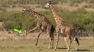 GIRAFA QUEBRA PATA DE RIVAL DURANTE BATALHA, E AS LUTAS MAIS IMPRESSIONANTES DO REINO ANIMAL!!!