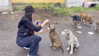 Stray Dogs Learning all Commands just to Get some Food