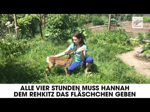 Bambi im echten Leben - Rehkitz Hugo aus Eckartsweiler