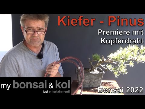 Bonsai 2022-49 - Bergkiefer - Pinus mugo - Premiere! - Gestaltung mit Kupferdraht