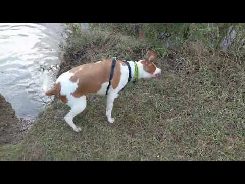 Toby the DnB doggo (Sweet Love - M Beat Ft Nazlyn)