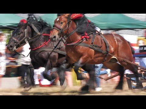 Armăsarii Tarzan de România și Iancu nr.1 Sebi de la Medieșu Aurit-Satu Mare 2023