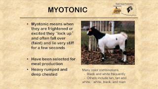 Breeds of Meat Goats