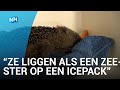 Hitte brengt egels in problemen