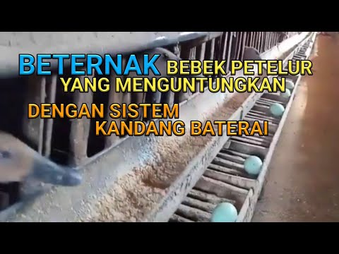 , title : 'Lebih Untung Cara Ternak Bebek Petelur Modern Kandang Baterai'