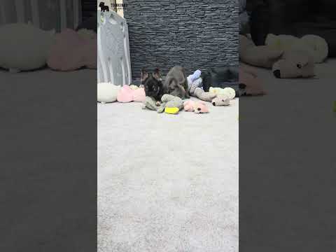 Video 1