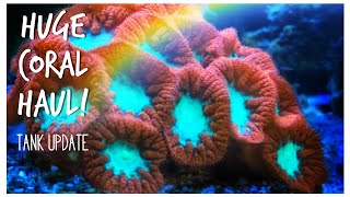 Enormous #Reefzilla Update! 180 gallon Custom Reef Tank Update January 2020