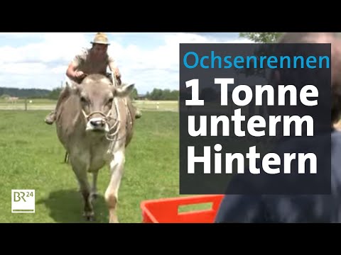 Ochsentour: Training mit den Tonnen-Tieren | Abendschau | BR24