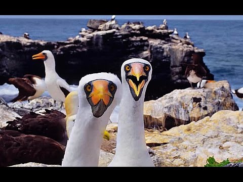 La vida en el fondo del mar | Documental completo en español | The Documentary