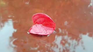 &#39;영화&#39; 파리넬리 OST / Lascia Ch&#39;io Pianga - Sarah Brightman