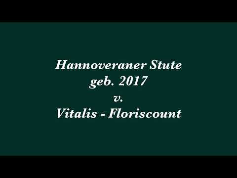 Hannoveraner Stute v. Vitalis, geb. 2017